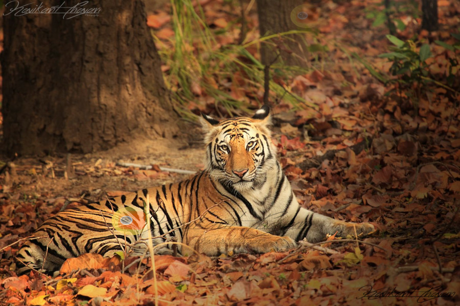 Spotty Tiger