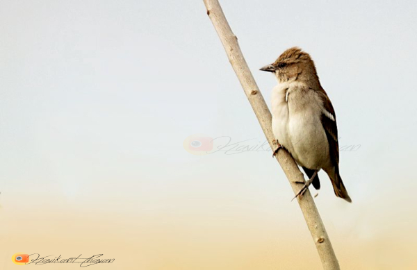 Chestnut shouldered petronia male