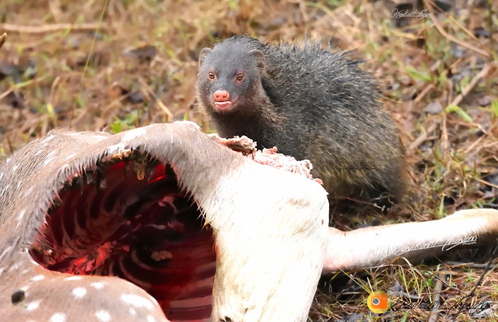 Indian gray mongoose feasting on Spotted deer kill.