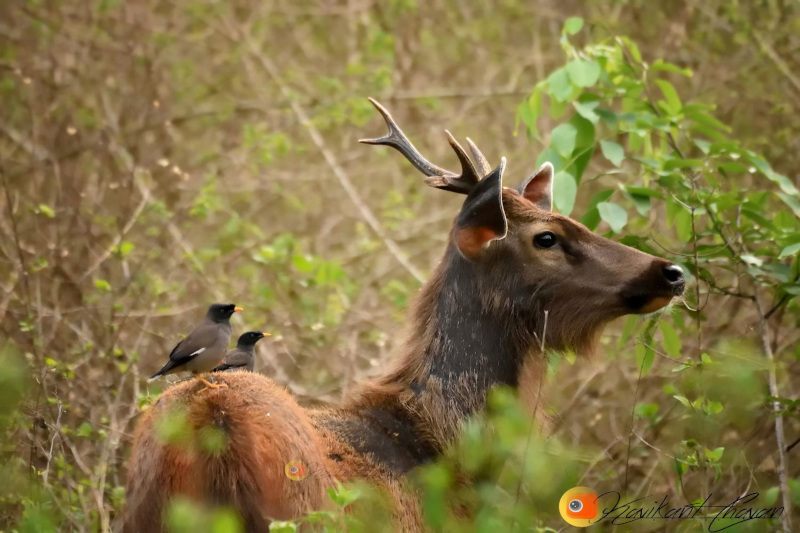 Sambar Deer with Myna