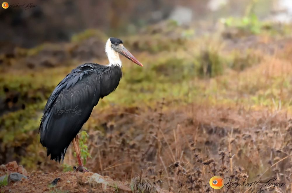 Woolly-necked Stork in habitat