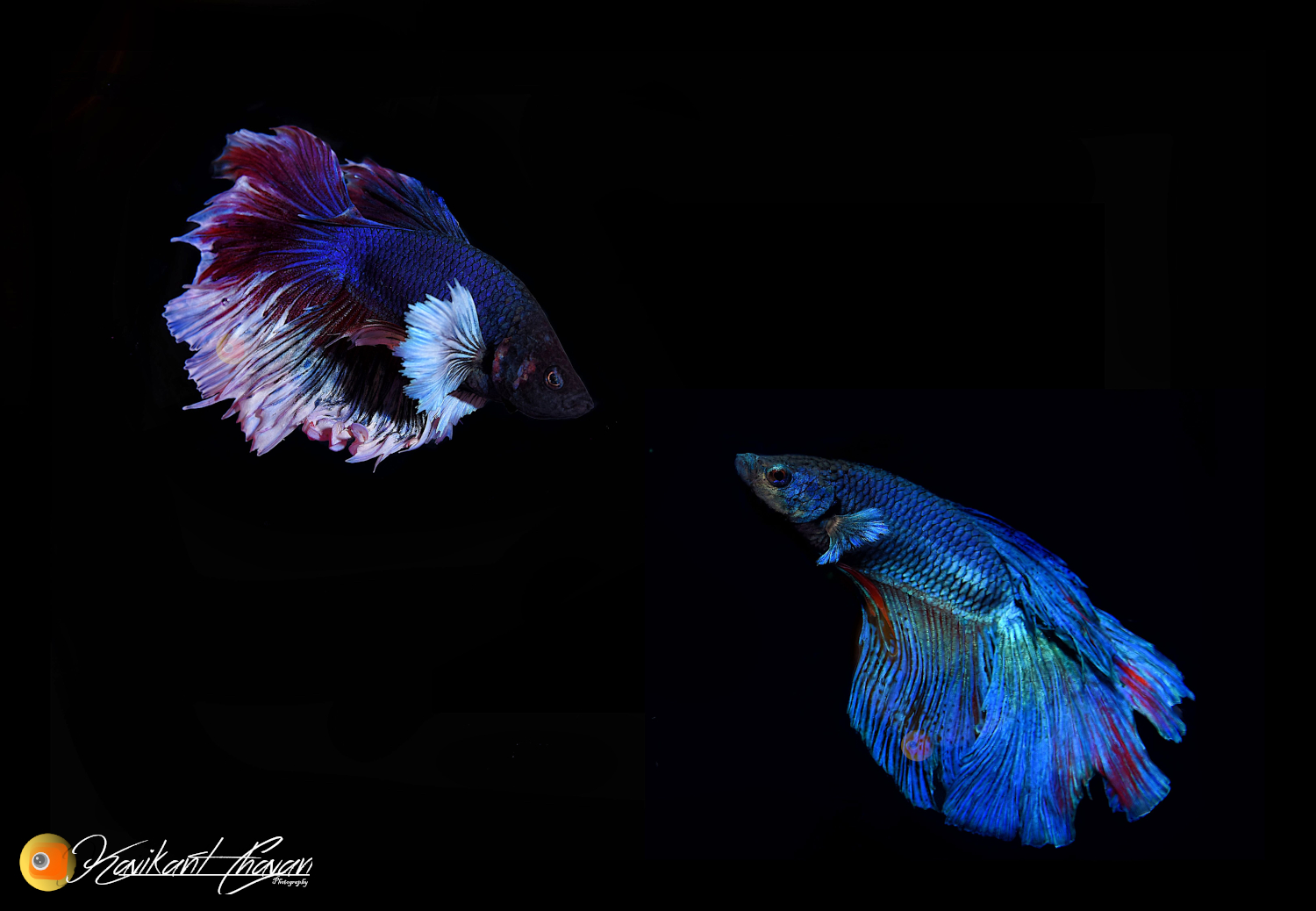 Two Betta Fish Fight Sequence