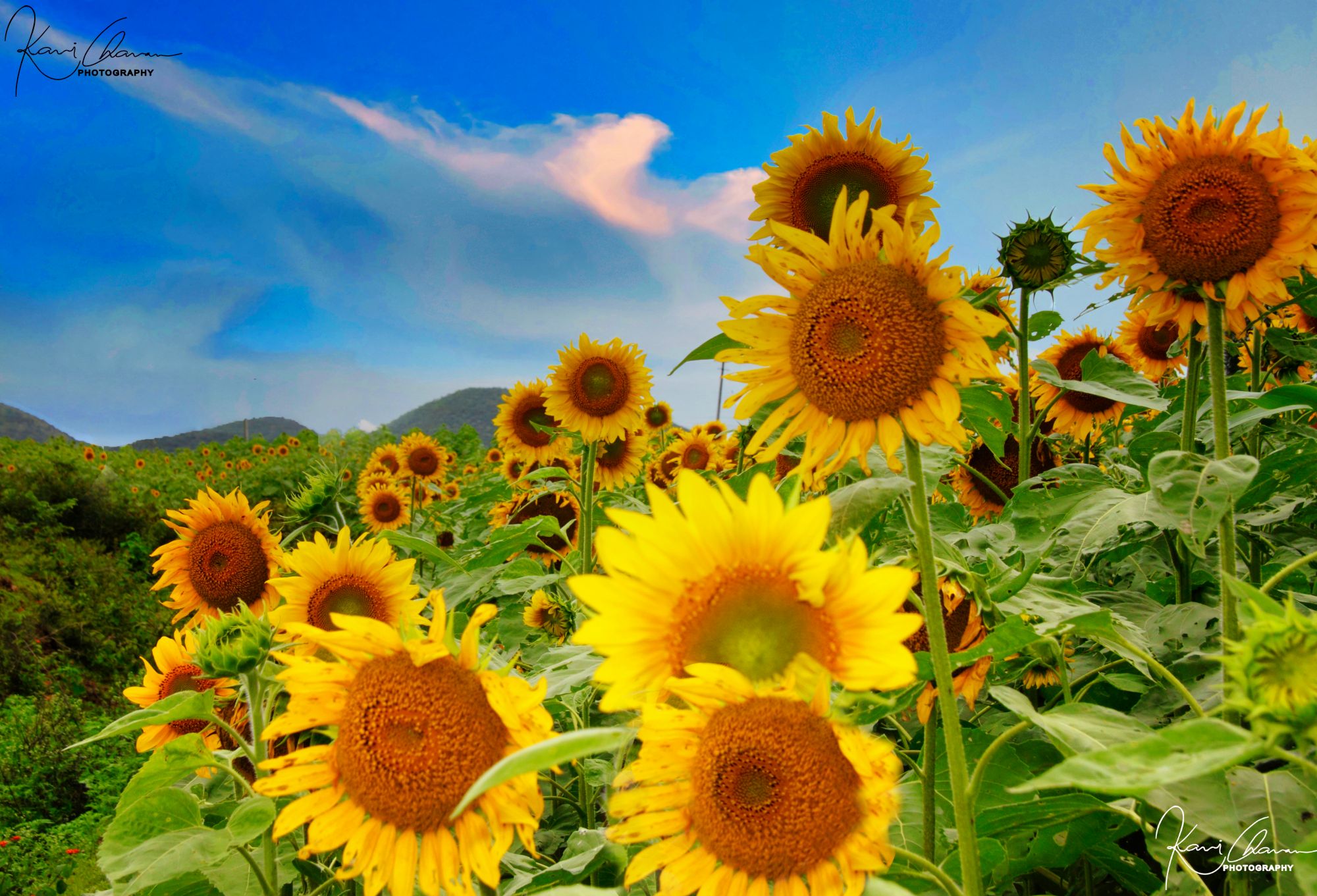 Sunflower field with beautiful HDR cloud
