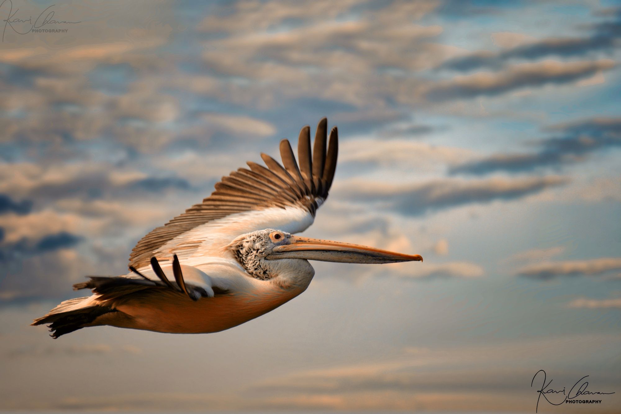 Spot-billed pelican flying high