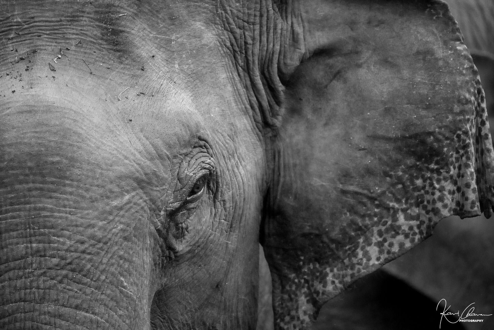 Indian Elephant Portrait