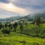 Ooty in August: A Monsoon Retreat with Breathtaking Drives and Toy Train Charm