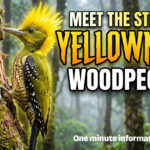 Greater yellownape woodpecker
