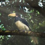 Malabar pied hornbill - Nature’s gentleman, dressed to impress in black and white!