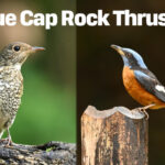 Blue Capped Rock Thrush - Male and Female Distinction - Blue and Gray color bird