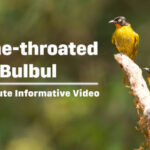 Flame-throated Bulbul - vivid orange-red throat, contrasting white eyes, and glossy black head Bird